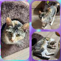 Thumbnail photo of Coven OBCR-1647 #1