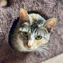 Thumbnail photo of Coven OBCR-1647 #2