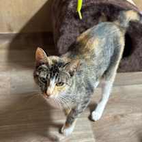 Thumbnail photo of Coven OBCR-1647 #3