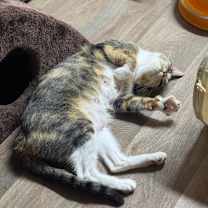 Thumbnail photo of Coven OBCR-1647 #4