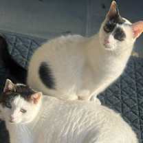 Thumbnail photo of Brows & Ivy #3