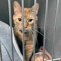 Thumbnail photo of Codie (at Smitten Kitten) #2