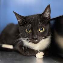 Thumbnail photo of Dryer Lint #1