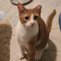 Thumbnail photo of Apricat #4