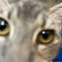 Thumbnail photo of Precious #3