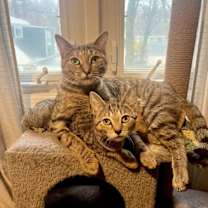 Thumbnail photo of Lorelei w/Rory Willow Grove Area, (10/14/25-115) #3