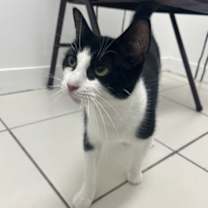 Thumbnail photo of Taro KPS #4