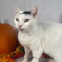 Thumbnail photo of Arwen  #2