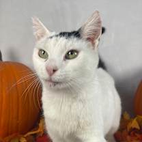 Thumbnail photo of Arwen  #3