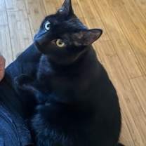 Thumbnail photo of Abra (Francine) #3