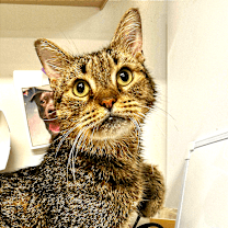 Thumbnail photo of Ray #1