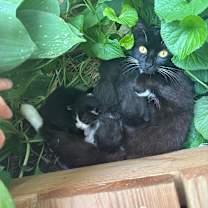 Thumbnail photo of Mama  #2