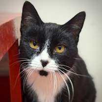 Thumbnail photo of Meranda-fiv+ #1