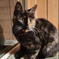 Thumbnail photo of Cali avo #1