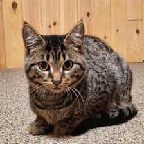 Thumbnail photo of Momma aka Momma Kitty kb #1