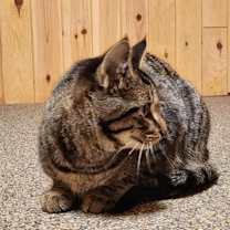 Thumbnail photo of Momma aka Momma Kitty kb #2