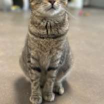 Thumbnail photo of Grey FKA Cat 4 #1