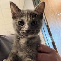 Thumbnail photo of Muffin #1