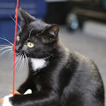 Thumbnail photo of Dash #2