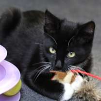 Thumbnail photo of Dash #3