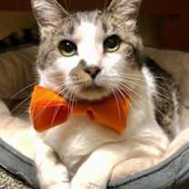 Thumbnail photo of Lipton  *A Priority Pet* #1