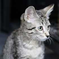 Thumbnail photo of Rainier #2