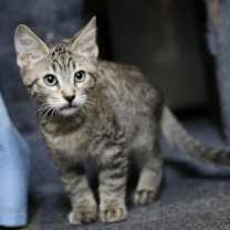 Thumbnail photo of Rainier #3