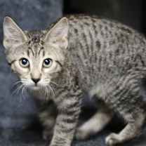 Thumbnail photo of Rainier #4