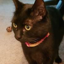 Thumbnail photo of Georgie #1