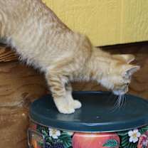 Thumbnail photo of Hickory #2