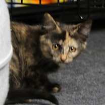 Thumbnail photo of Doc #3