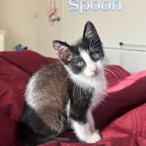 Thumbnail photo of Spoon & Spatula #2