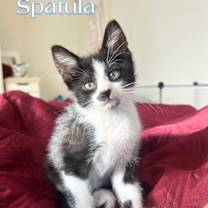 Thumbnail photo of Spoon & Spatula #3