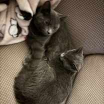 Thumbnail photo of Ibiza - BONDED PAIR #3