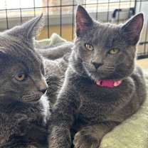 Thumbnail photo of Figi - BONDED PAIR #2