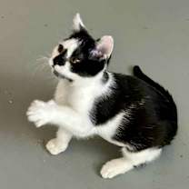 Thumbnail photo of Domino #4