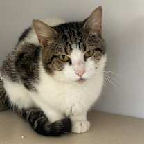 Thumbnail photo of Griffin  #2