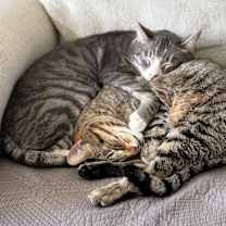 Thumbnail photo of Ash & Nala #3