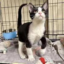 Thumbnail photo of Chico #3