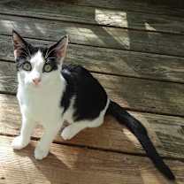 Thumbnail photo of Elf #3