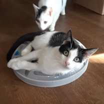 Thumbnail photo of Elf #4