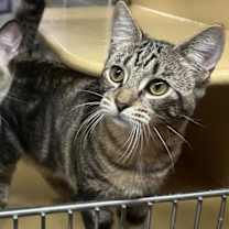 Thumbnail photo of Yellowstone #1