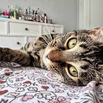 Thumbnail photo of Missie #1