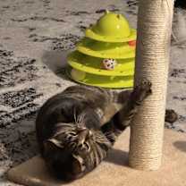 Thumbnail photo of Missie #2