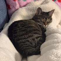 Thumbnail photo of Missie #3