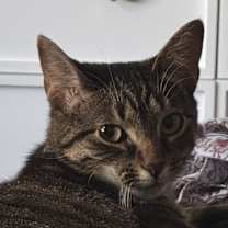 Thumbnail photo of Missie #4