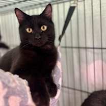 Thumbnail photo of Brownie #1