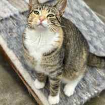 Thumbnail photo of Carrot Cake #2