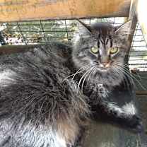 Thumbnail photo of Bathsheba #2