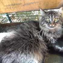 Thumbnail photo of Bathsheba #3